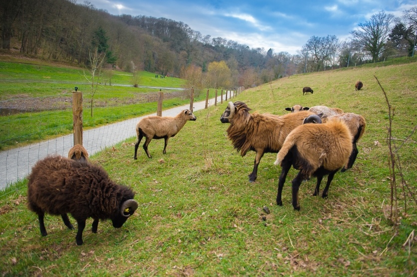 Les chèvres sur le site de Coupeau